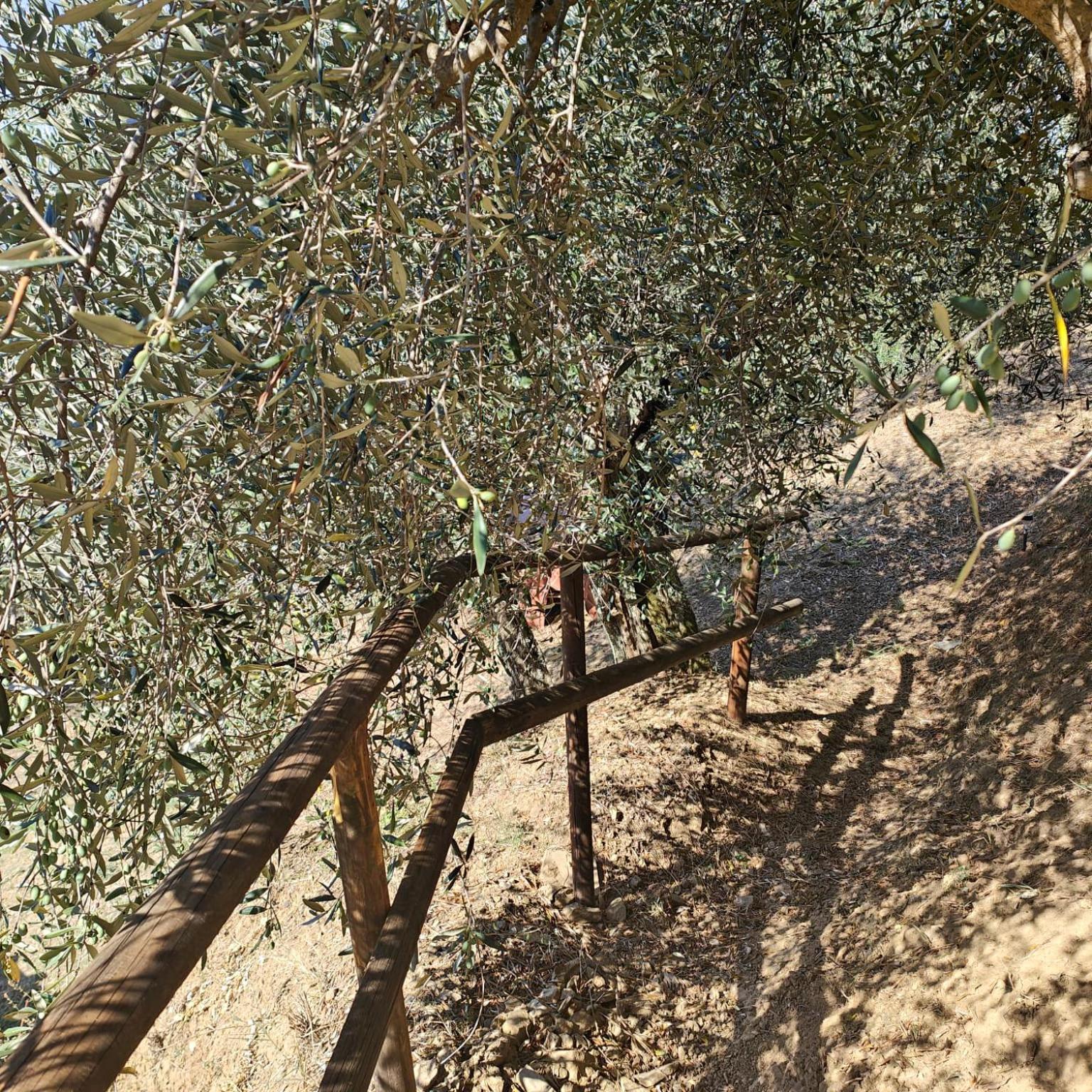 Massaciuccoli Romana 外观 照片