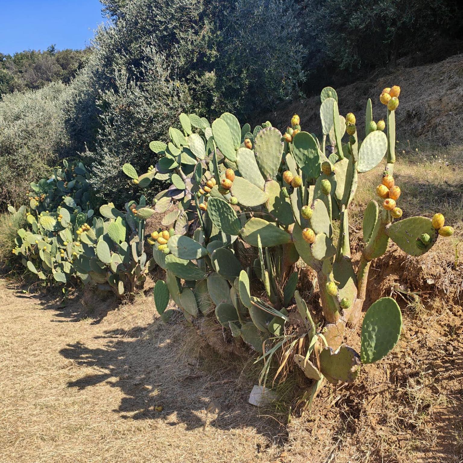 Massaciuccoli Romana 外观 照片
